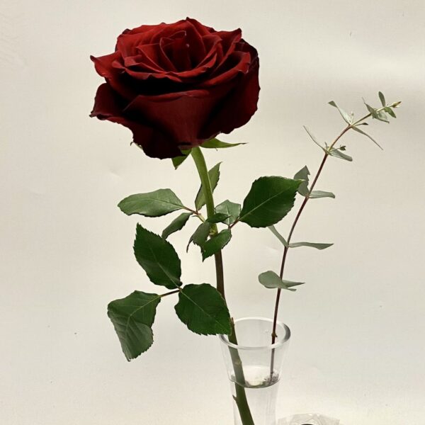 Single red rose in a tall glass vase with a sprig of eucalyptus and a small bag of heart shaped chocolates