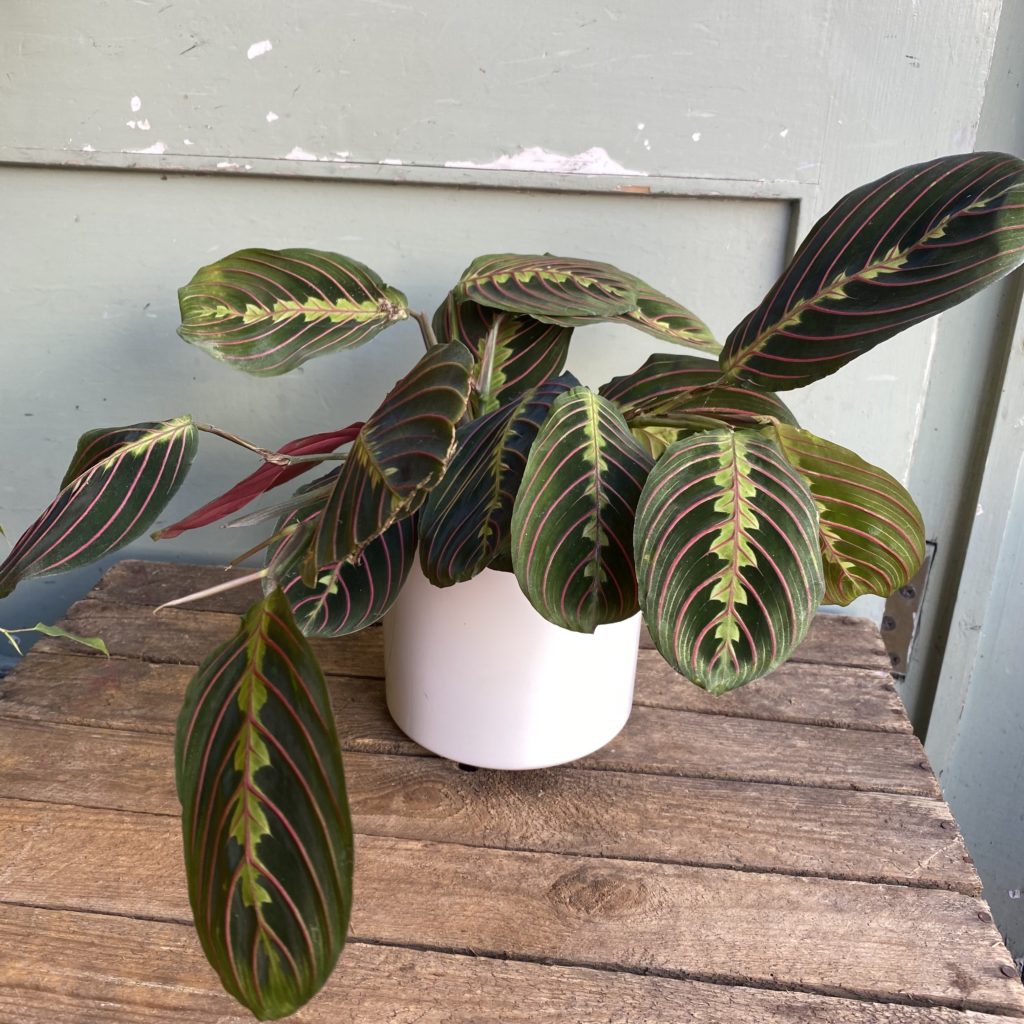 Prayer Plant | Indoor Plants | The Brighton Flower Company