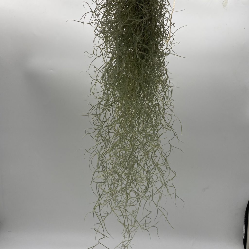 Spanish Moss Indoor Air Plant | The Brighton Flower Company