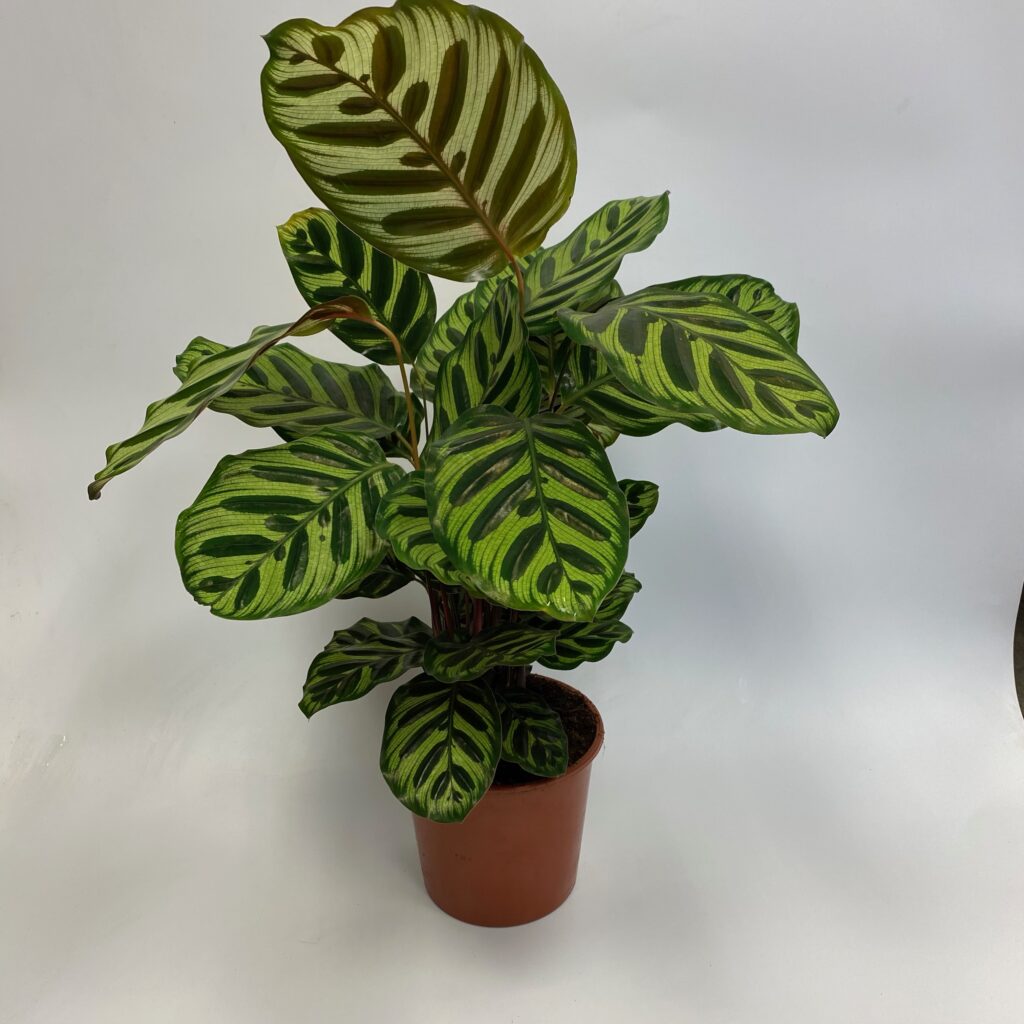 Medium Sized Calathea | The Brighton Flower Company