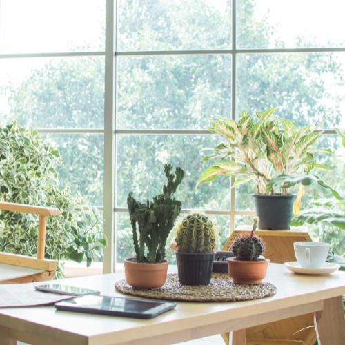 indoor house plants in a window