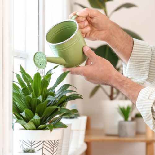 watering indoor plants