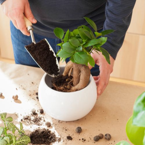 adding soil to a plant pot