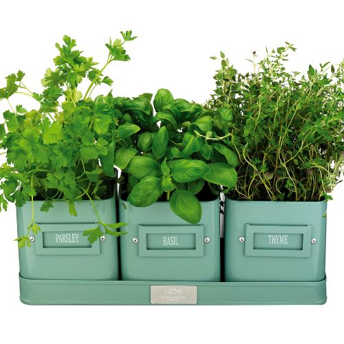 herbs in a pot