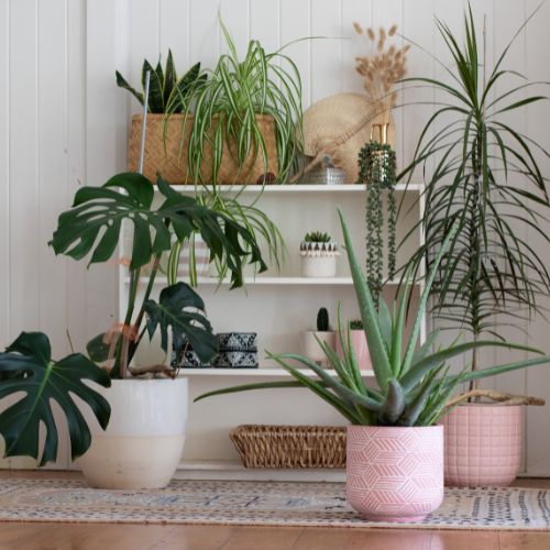 Indoor plants