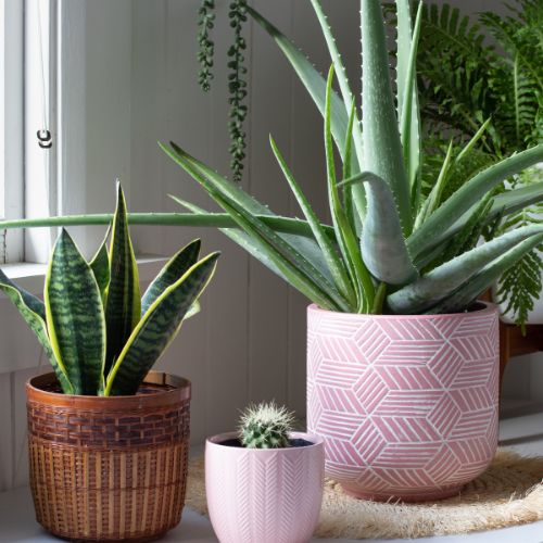 Indoor plants by a window