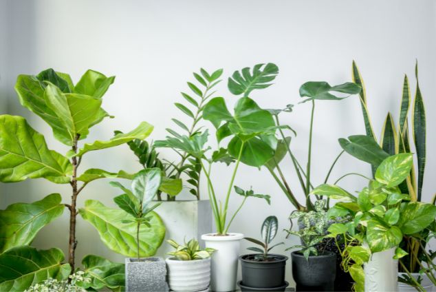 indoor house plants