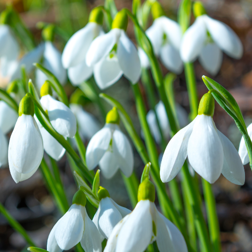 winter snowdrops