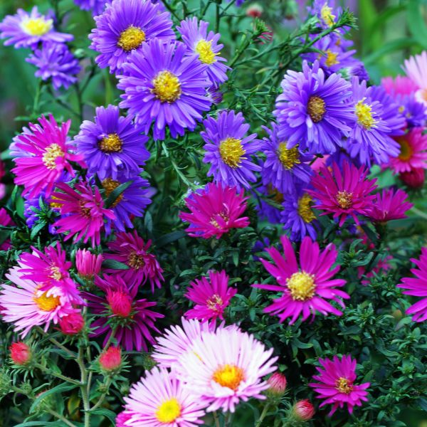 aster flowers