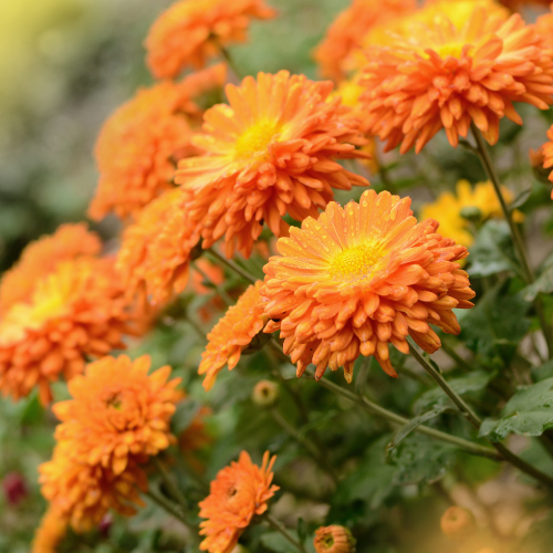 autumn chrysanthemums