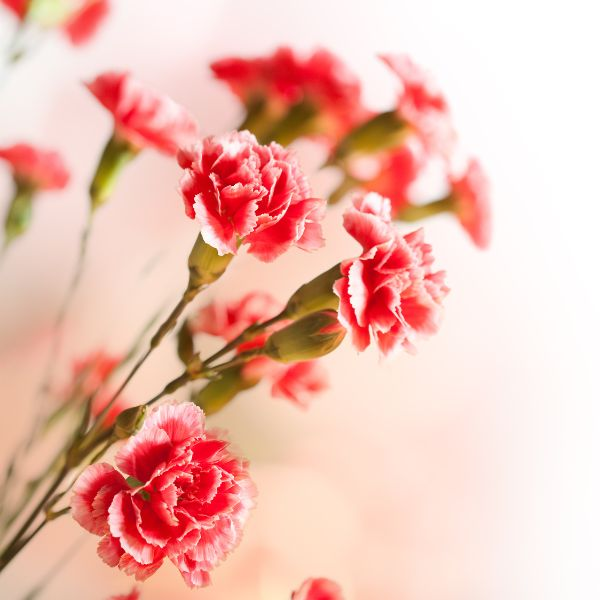 red carnations