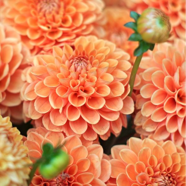 dahlia flowers