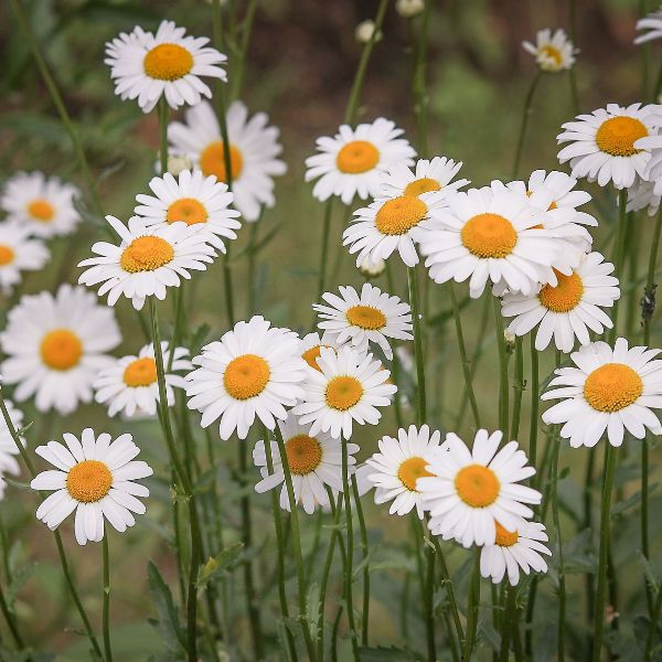 daisies in field