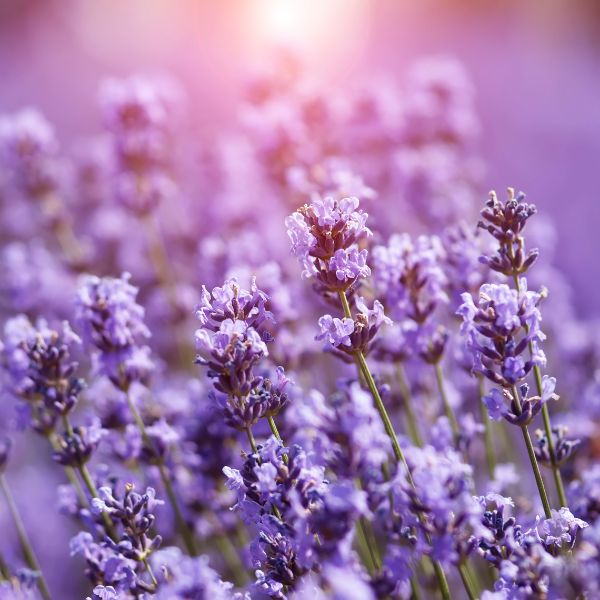 lavender flowers