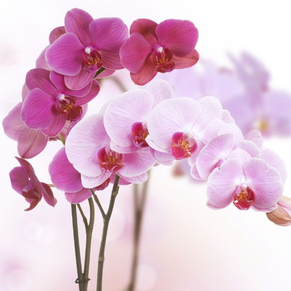 pink orchids