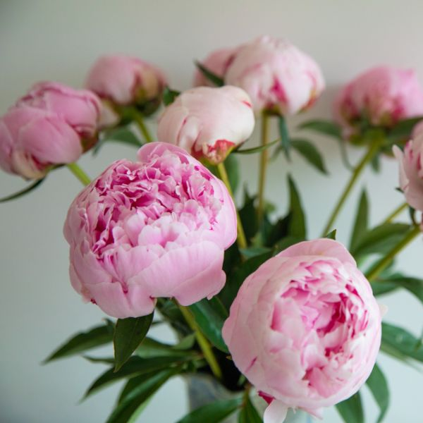 pink peonies