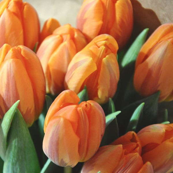 orange tulips